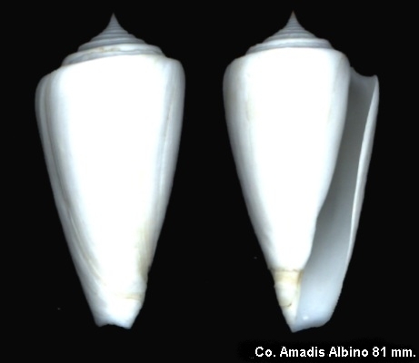 Conus Amadis Albino