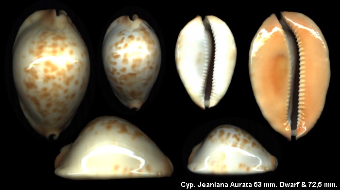 Jeaniana Aurata1_2_53_725