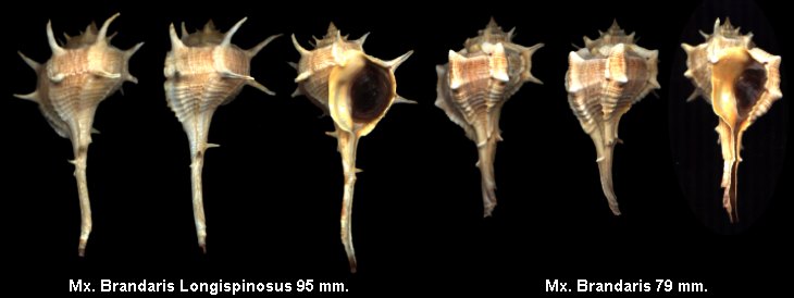 Brandaris Longispinosus  F+/Gem 65+ mm W/O 10 $ With fine long spine.