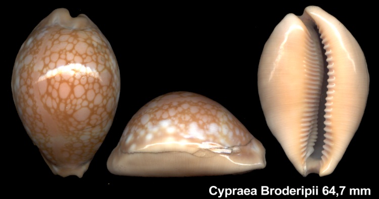Cypraea Broderipii