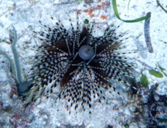 Sea urchin Mactan Isl. Cebu