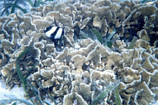 Black-tail humbug fish on coral Olongo Isl. Cebu