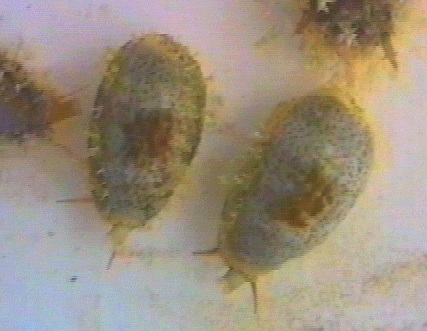 Cypraea Errones