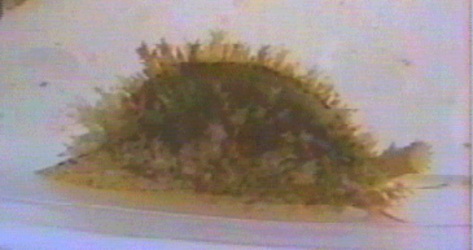 Cypraea Boivinii