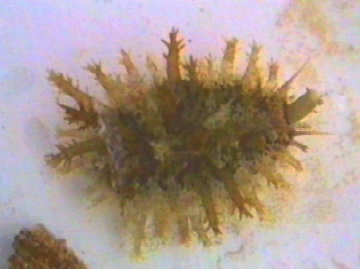 Cypraea Erosa