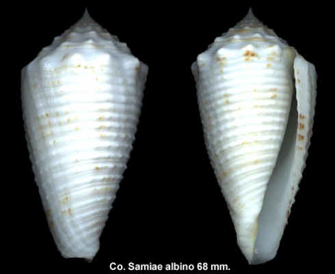 Conus Samiae Albino 68 mm!!!