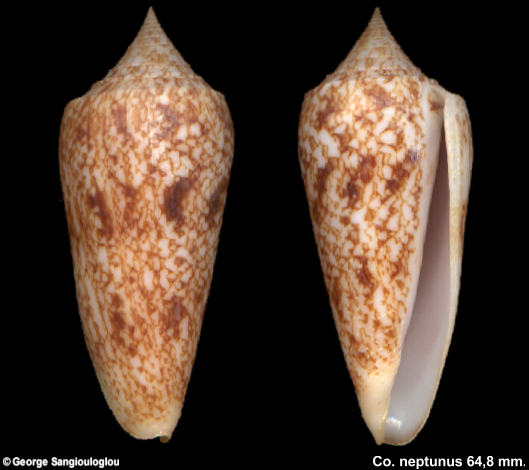 Conus neptunus 64,8 mm.
