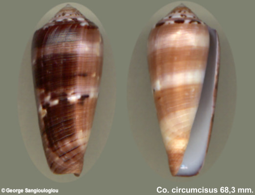 Conus circumcisus 68,3 mm.