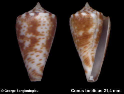 Conus boeticus