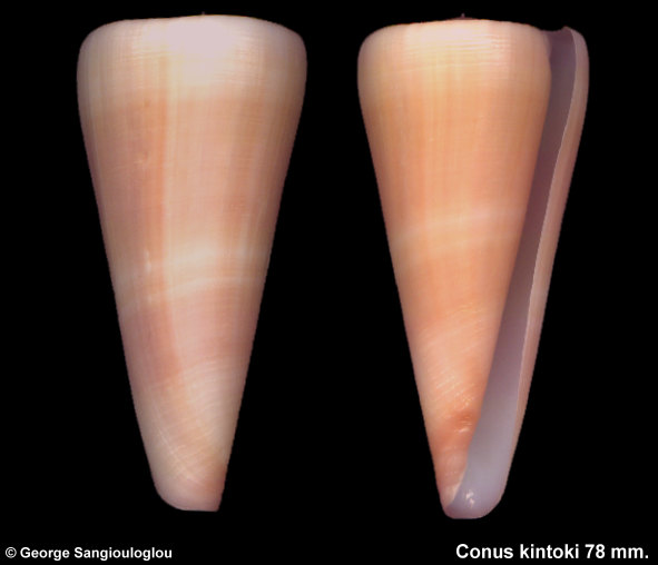 Conus kintoki 78 mm.