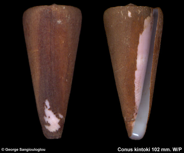 Conus kintoki 102 mm.