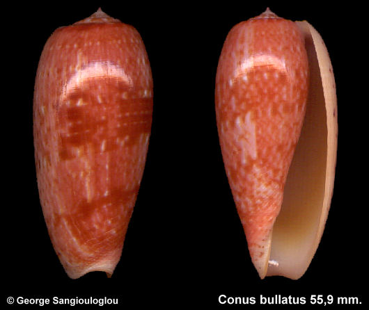 Conus bullatus 55,9 mm.