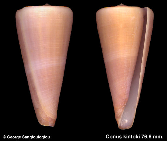 Conus kintoki 76,6 mm.