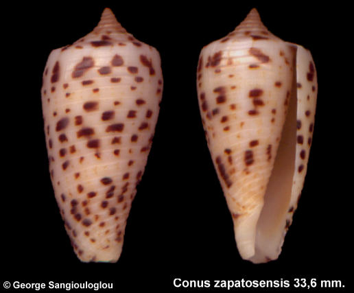 Conus zapatosensis 33,6 mm.