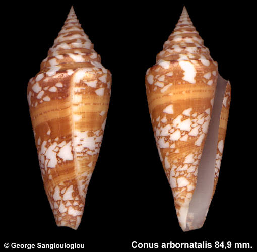 Conus arbornatalis 84,9 mm.
