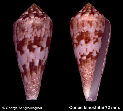 Conus kinoshitai 72 mm.