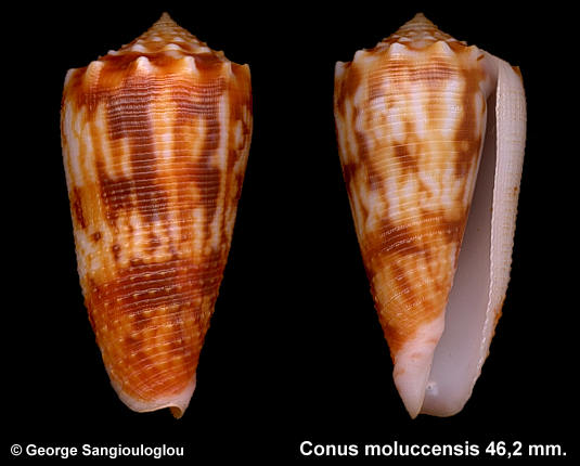 Conus moluccensis 46,2 mm.