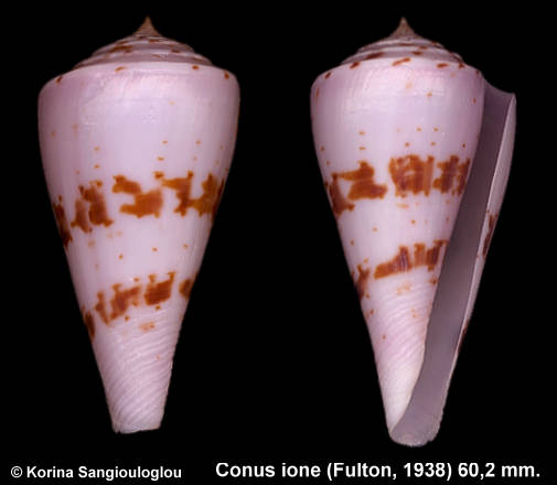 Conus ione (Fulton, 1938) 60,2 mm.