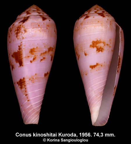 Conus kinoshitai Kuroda, 1956. 74,3 mm.