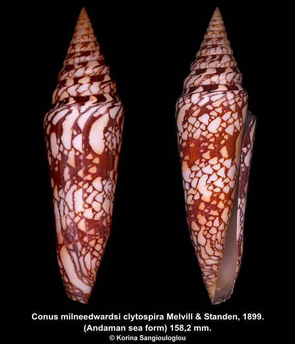 Conus milneedwardsi clytospira (Andaman sea form) Melvill & Standen, 1899. 158,2 mm.