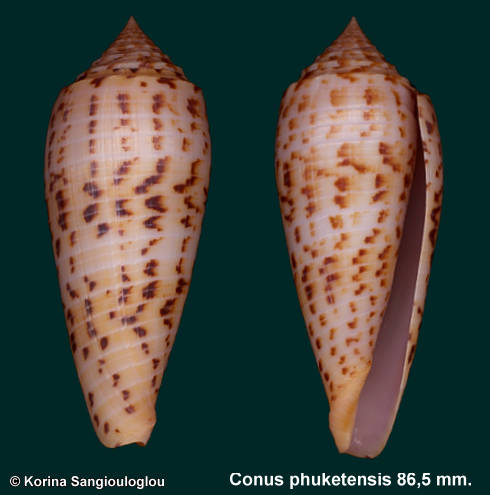 Conus phuketensis 86,5 mm.