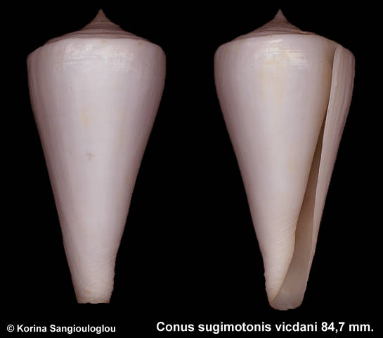 Conus sugimotonis vicdani 84,7 mm.