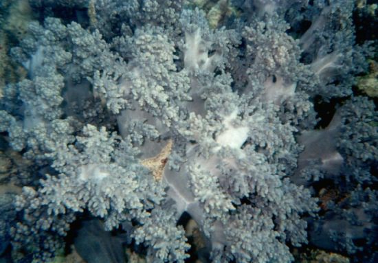 Soft coral from Coral beach Patong bay Phuket