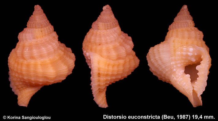 Distorsio euconstricta 19,4 mm.