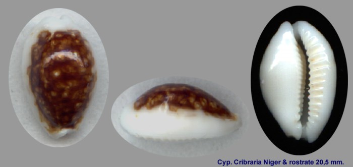 Cypraea Cribraria Niger 20,5 mm.