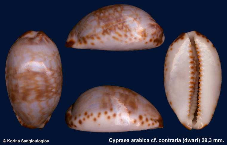 Cypraea arabica cf. contraria (dwarf) 29,3 mm.