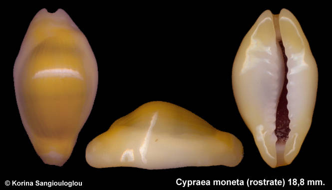 Cypraea moneta (rostrate) 18,8 mm.