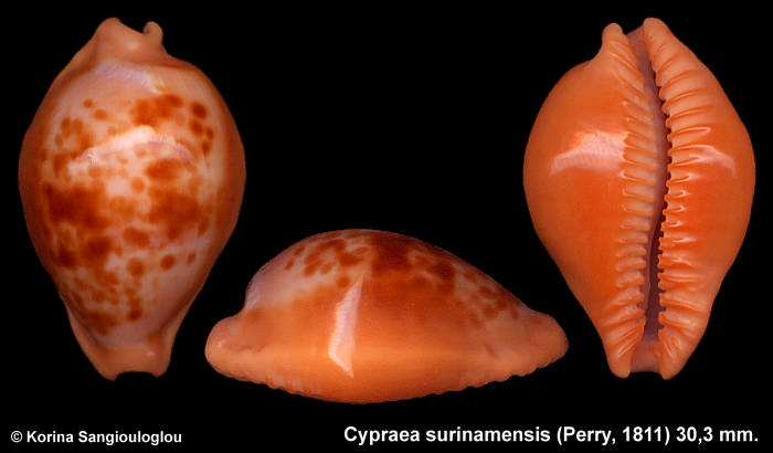 Cypraea surinamensis Perry, 1811. 30,3 mm.