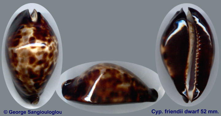 Cypraea friendii dwarf 52 mm.