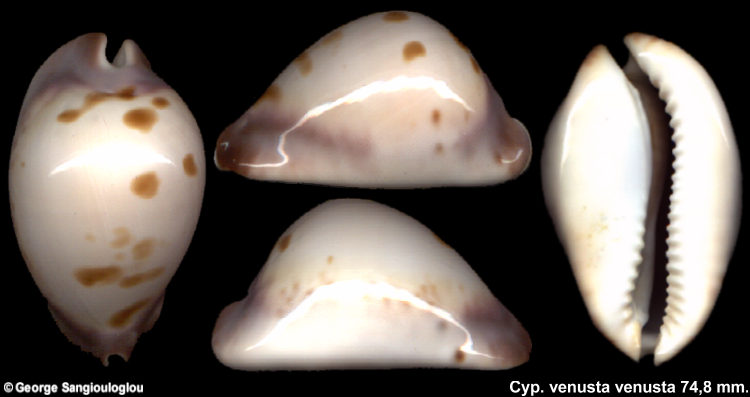 Cypraea venusta venusta 74,8 mm.