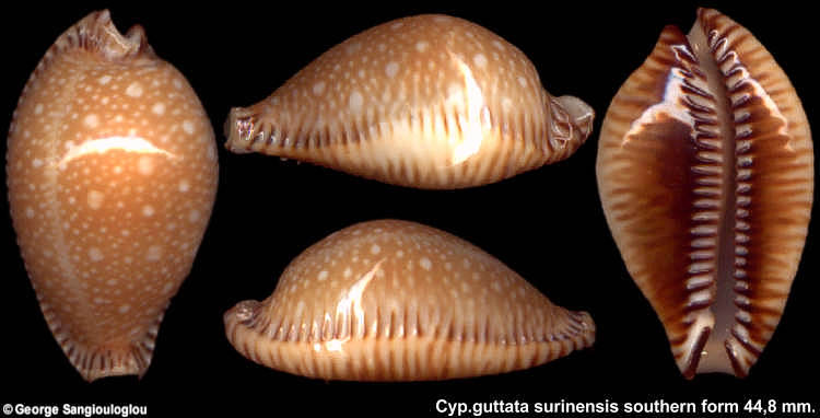 Cypraea guttata surinensis (southern form) 44,8 mm.