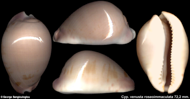 Cypraea venusta roseoimmaculata 72.2 mm.