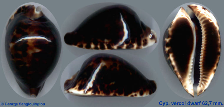 Cypraea vercoi dwarf 62,7 mm.