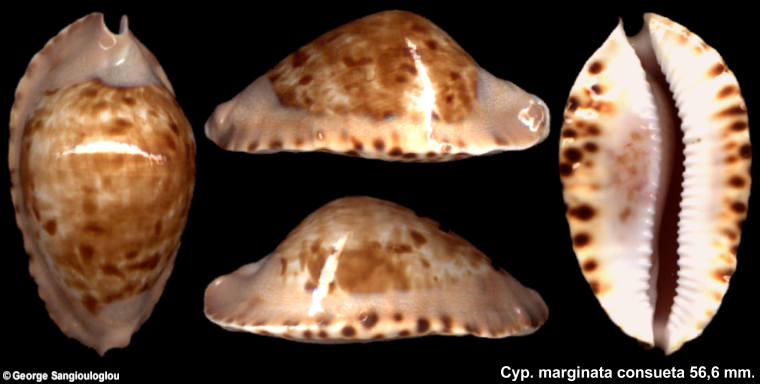 Cypraea marginata consueta 56.6 mm.