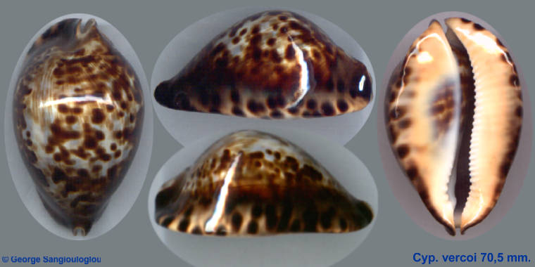 Cypraea vercoi 70.5 mm.