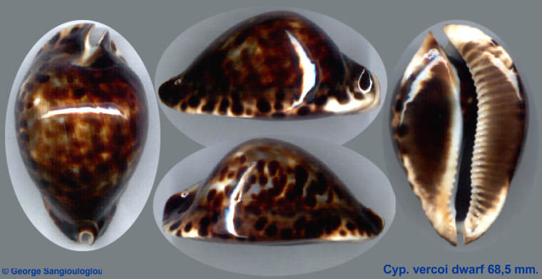 Cypraea vercoi dwarf 68.5 mm.