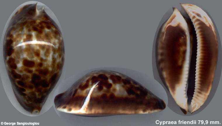 Cypraea friendii 79,9 mm.