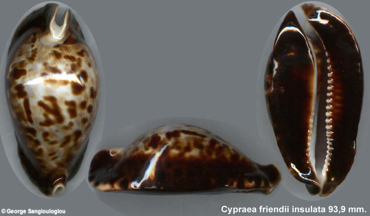 Cypraea friendii insulata 93,9 mm.