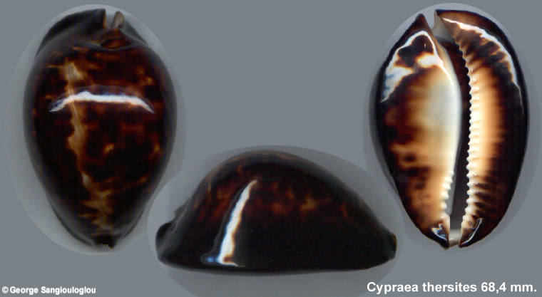 Cypraea thersites 68,4 mm.