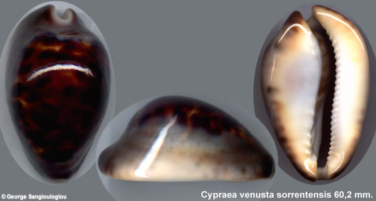 Cypraea venusta sorrentensis 60,2 mm.