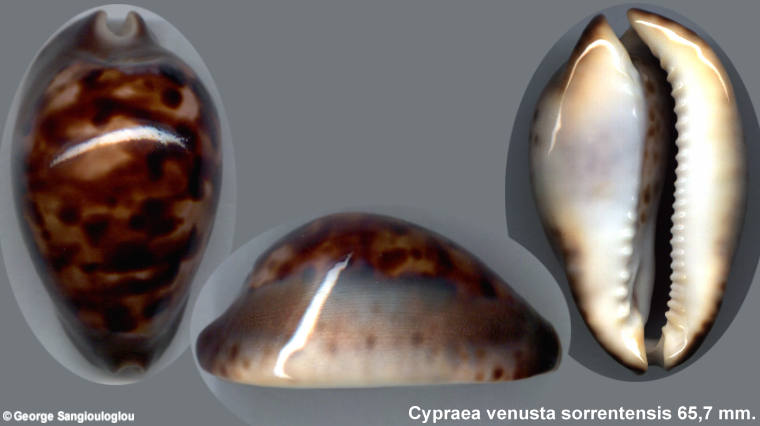 Cypraea venusta sorrentensis 65,7 mm.