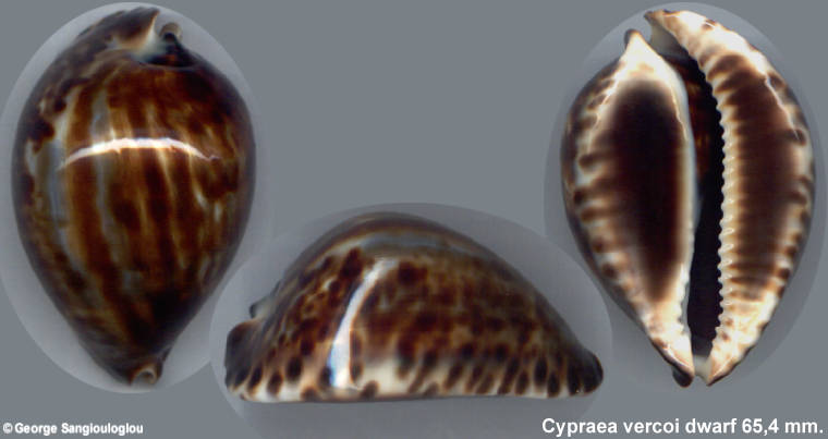Cypraea vercoi dwarf 65,4 mm.
