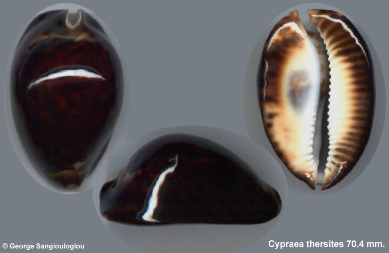 Cypraea thersites 70.4 mm.