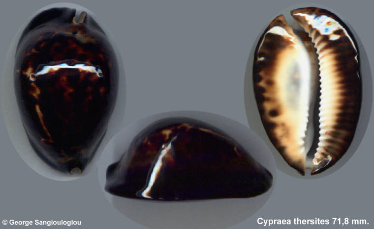 Cypraea thersites 71,8 mm.