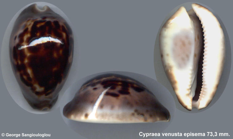 Cypraea venusta episema 73,3 mm.