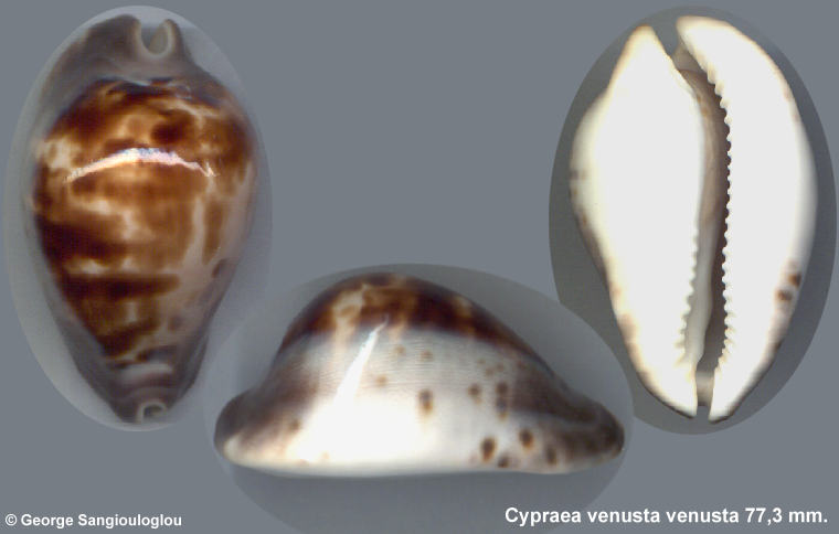 Cypraea venusta venusta  77,3 mm.
